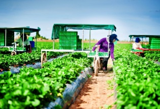 7 nhiệm vụ trọng tâm của ngành Nông nghiệp và Môi trường trong năm 2026