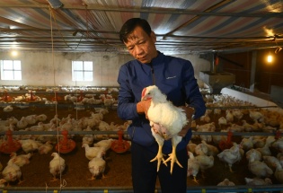 Ngành chăn nuôi bảo đảm nguồn cung thực phẩm dịp Tết Bính Ngọ 2026