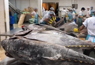 Xuất khẩu cá ngừ sang Tây Ban Nha dự kiến tăng nhẹ trong năm 2026