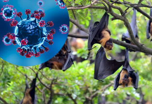 Bộ Y tế yêu cầu sẵn sàng ứng phó sự cố lây truyền bệnh của virus Nipah qua thực phẩm