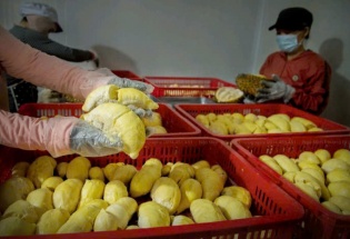 Sầu riêng Việt Nam vào “tầm ngắm” kiểm soát an toàn thực phẩm tại Đài Loan (Trung Quốc)