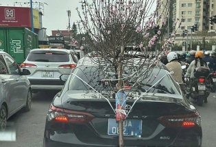 Tài xế xe biển xanh 80A chở cành đào che biển số bị phạt 23 triệu đồng
