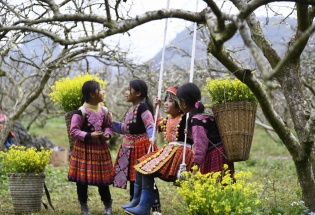 Trắng một miền xuân: Hoa mận nở trên non cao phía Bắc