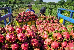 Xung đột Trung Đông: Nông sản Việt 'xoay trục' chiến lược để giữ vững thị phần xuất khẩu