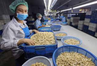 Ngành điều đặt mục tiêu xuất khẩu 5 tỷ USD năm 2026