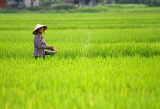 Giá giảm, cạnh tranh tăng: Gạo Việt chuyển hướng nâng chất, phát triển “xanh”