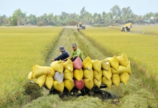 Ngành lúa gạo Việt Nam và bài toán nâng cao giá trị bền vững