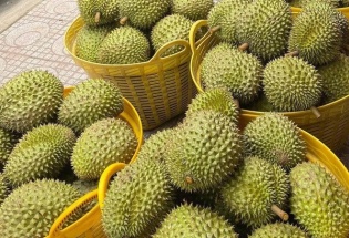 Xuất khẩu sầu riêng Việt đón cơ hội từ thị trường Ấn Độ