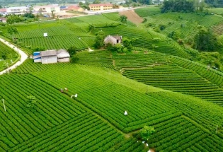 Từ chén trà đến mục tiêu tỷ đô: Hành trình nâng tầm chè Thái Nguyên