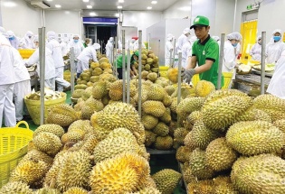 Xuất khẩu rau quả 'tăng tốc' bằng hộ chiếu xanh và chế biến sâu