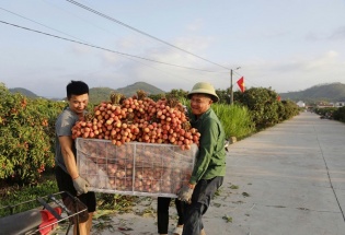 Bắc Ninh: Sản lượng vải thiều giảm 50%, doanh thu vẫn cán mốc 3.700 tỷ đồng