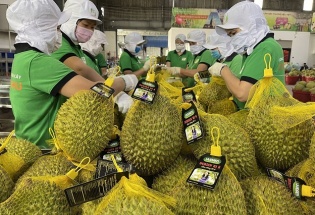 Không mở rộng diện tích tự phát, tập trung nâng cao chất lượng sầu riêng