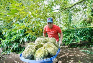 Đắk Lắk xây dựng 3 kịch bản tiêu thụ 500.000 tấn sầu riêng vụ 2026