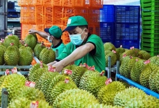 Ngành sầu riêng Việt muốn vươn xa, liên kết phải bắt đầu từ vườn
