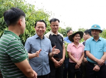 Tăng cường liên kết '3 nhà': Thu hoạch vải thiều dự kiến tăng 30% trong niên vụ 2025