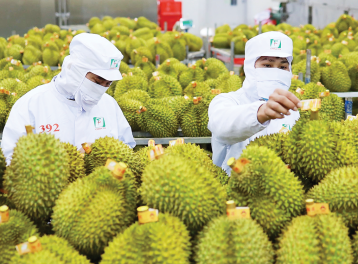 Khởi tố nhiều bị can liên quan đến sai phạm trong xuất khẩu sầu riêng sang thị trường Trung Quốc