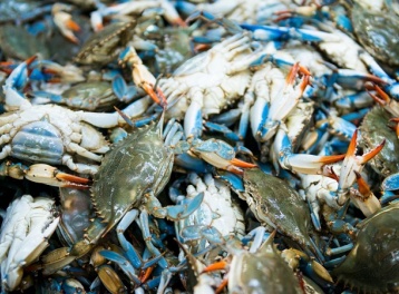 Xuất khẩu ghẹ của Việt Nam tăng trưởng tích cực, thị trường Hoa Kỳ chiếm ưu thế