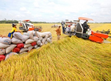 Bộ Công Thương định hướng các giải pháp thúc đẩy xuất khẩu gạo bền vững