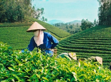 Bộ Công Thương khẩn trương tháo gỡ ách tắc cho gần 500 container chè tại Pakistan