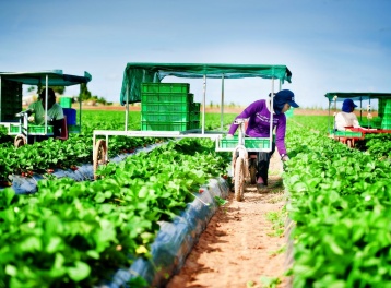 7 nhiệm vụ trọng tâm của ngành Nông nghiệp và Môi trường trong năm 2026