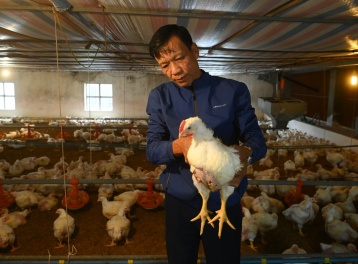 Ngành chăn nuôi bảo đảm nguồn cung thực phẩm dịp Tết Bính Ngọ 2026