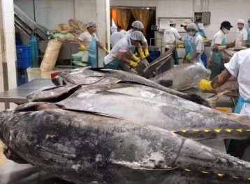 Xuất khẩu cá ngừ sang Tây Ban Nha dự kiến tăng nhẹ trong năm 2026