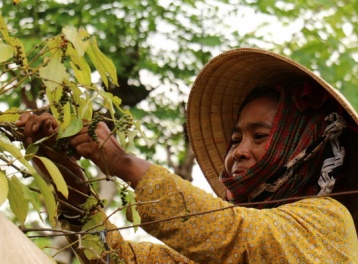 Xuất khẩu hồ tiêu và gia vị Việt Nam cán mốc 2 tỷ USD