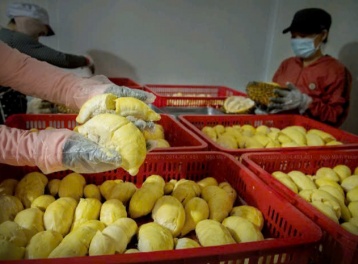 Sầu riêng Việt Nam vào “tầm ngắm” kiểm soát an toàn thực phẩm tại Đài Loan (Trung Quốc)