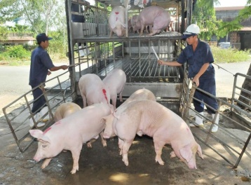 Giá heo hơi ngày 16/2 giữ cân bằng, thị trường không có đột biến