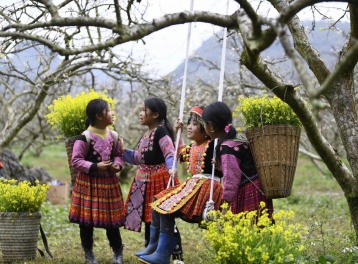 Trắng một miền xuân: Hoa mận nở trên non cao phía Bắc