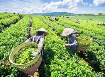 Ngành chè Việt Nam phục hồi ấn tượng, kiến tạo giá trị cao trong chuỗi toàn cầu