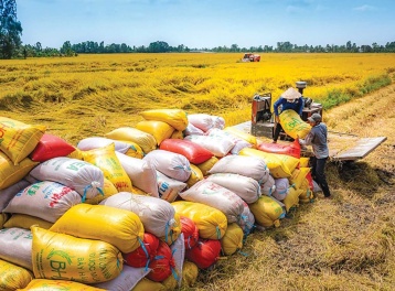 Đề án 1 triệu ha lúa chất lượng cao, bước đột phá đưa gạo Việt vươn tầm quốc tế