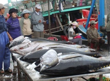 Chile tăng nhập khẩu cá ngừ, cơ hội vàng cho doanh nghiệp Việt mở rộng thị phần