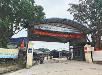 Vụ tiêu thụ 300 tấn lợn bệnh: Cục Chăn nuôi và Thú y sẽ lập đoàn kiểm tra các cơ sở giết mổ 