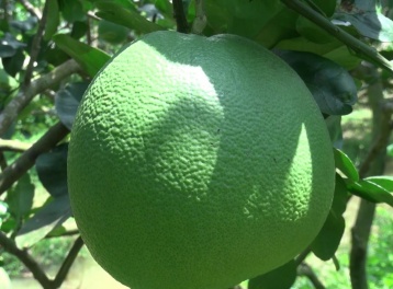 Australia công bố điều kiện nhập khẩu cho bưởi tươi của Việt Nam