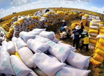 Ngành lúa gạo Việt vẫn còn dư địa từ các thị trường cao cấp và các Hiệp định FTA