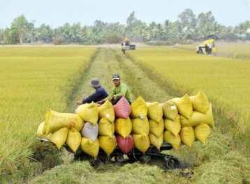 Ngành lúa gạo Việt Nam và bài toán nâng cao giá trị bền vững