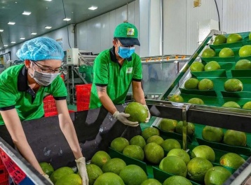 Bưởi và chanh Việt Nam rộng cửa xuất khẩu chính ngạch sang Trung Quốc