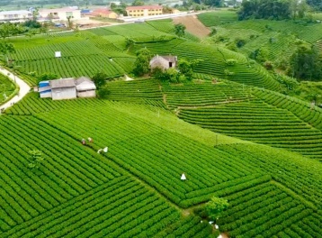 Từ chén trà đến mục tiêu tỷ đô: Hành trình nâng tầm chè Thái Nguyên