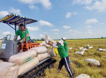 Giá gạo thế giới tăng mạnh, cơ hội để gạo Việt bứt phá