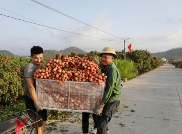Bắc Ninh: Sản lượng vải thiều giảm 50%, doanh thu vẫn cán mốc 3.700 tỷ đồng