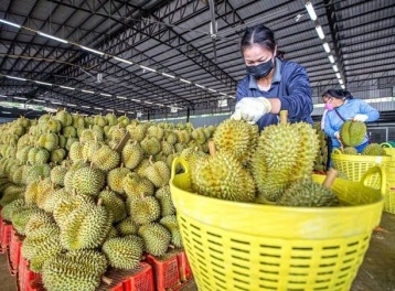 Nông sản Việt đối mặt những thách thức mới tại thị trường Trung Quốc 