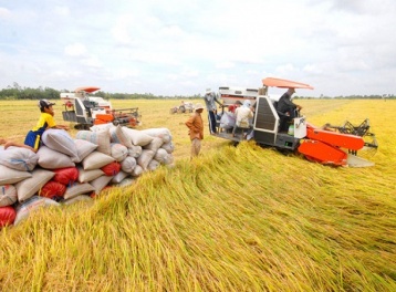 Xuất khẩu gạo giữ nhịp tăng trưởng, hướng tới giá trị 'xanh'