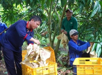Du lịch nông nghiệp mở thêm động lực gia tăng giá trị cho ngành hàng xoài