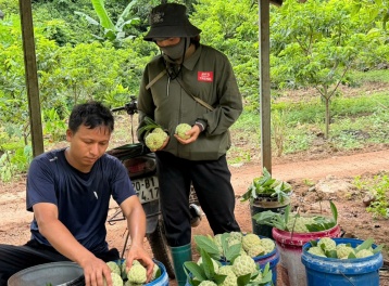 Sản phẩm Na La Hiên, Thái Nguyên – Nâng tầm thương hiệu trên thị trường nông sản