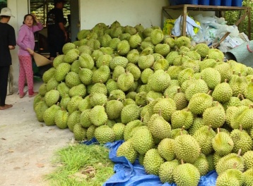 Sầu riêng Việt Nam hướng tới mốc xuất khẩu 4 tỷ USD