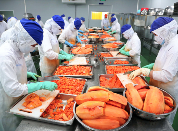Rau quả Việt khởi sắc tại thị trường EU, hàng chế biến sâu lập kỷ lục mới