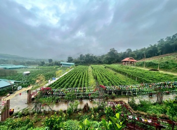 Để phát triển dược liệu, Nghệ An cần hướng tới 3 giá trị cốt lõi