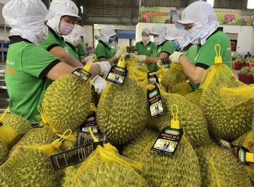 Không mở rộng diện tích tự phát, tập trung nâng cao chất lượng sầu riêng