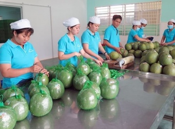 Úc tạm dừng nhập khẩu trái bưởi tươi, Bộ Nông nghiệp chỉ đạo khắc phục